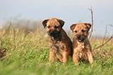 BORDER TERRIER 166